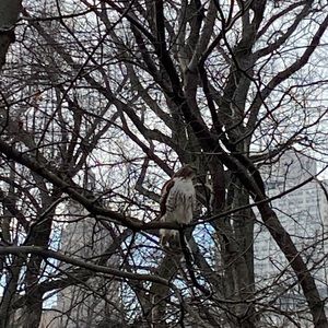 Meet your Posher, Carol